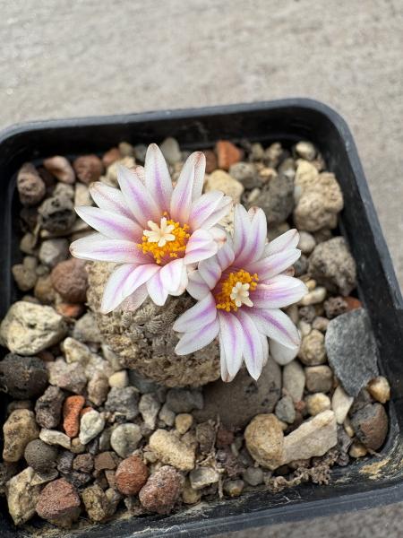 Turbinicarpus valdezianus